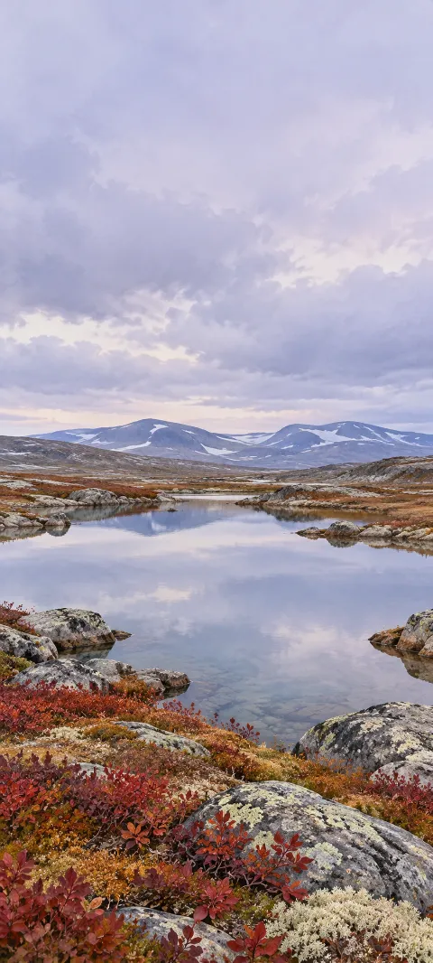 Rust tundra shrubs and lichen boulders beside a still pond beneath lavender clouds.