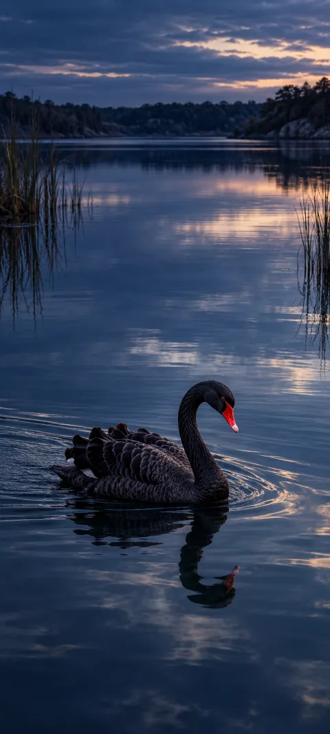 Black swan with a red bill on calm blue water near dusk reeds.