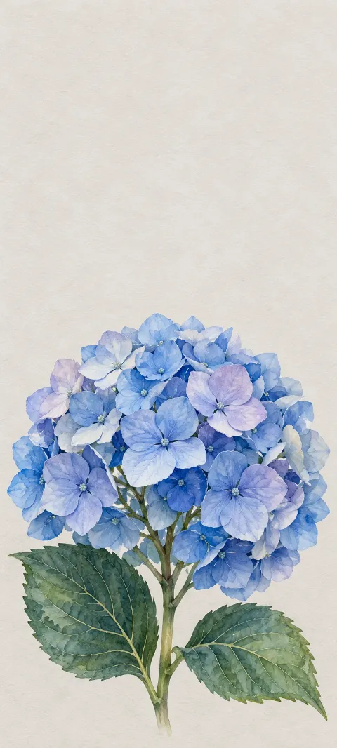 Blue hydrangea flower cluster with two green leaves on a pale paper background.