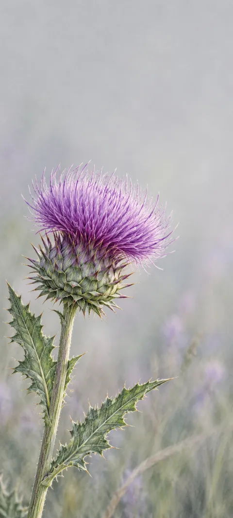Purple thistle with spiky green bracts and serrated leaves against a soft lilac meadow.