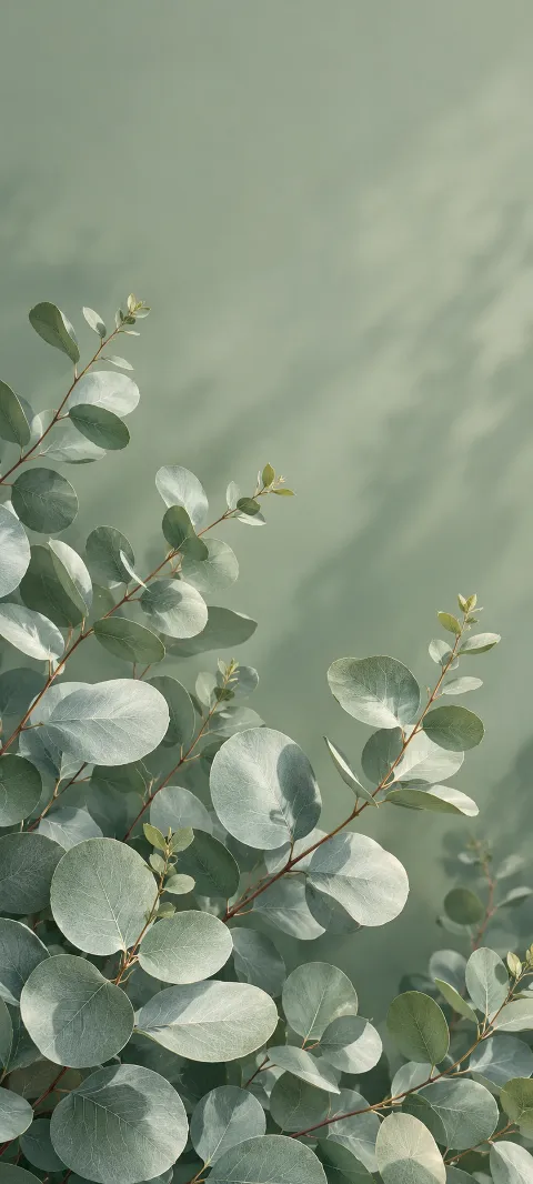Silver eucalyptus leaves fan across a sage background.