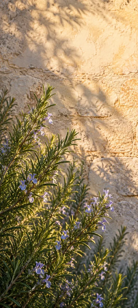 Rosemary stems catch warm light against a stone wall.