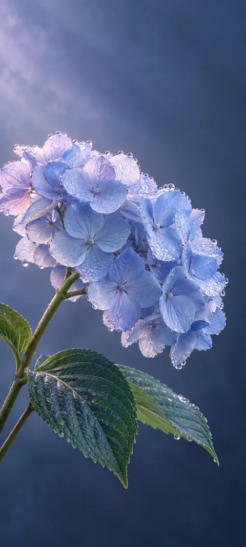 Dew-covered pale blue hydrangea florets above green leaves against a blue-violet backdrop.