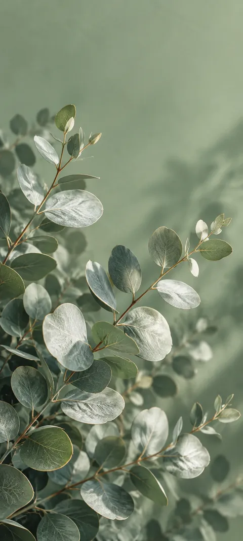 Silver eucalyptus leaves fan across a sage background.