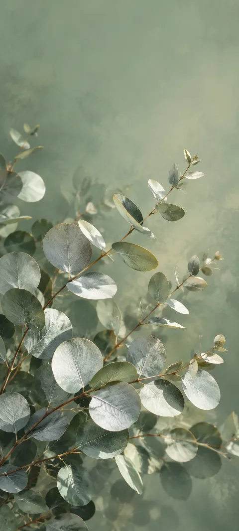 Round silver eucalyptus leaves and slender branches against sage green.