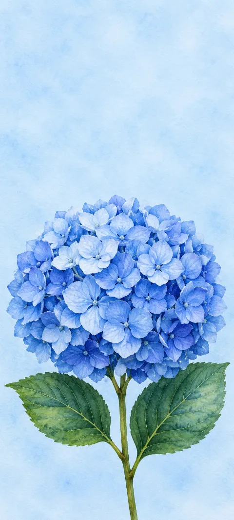 Blue hydrangea flower cluster, stem and two serrated green leaves.