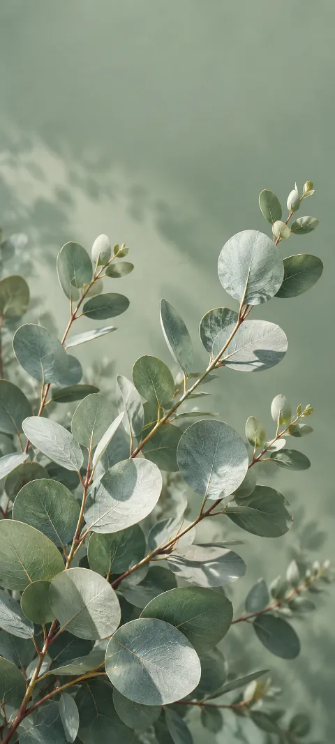 Silver eucalyptus leaves fan across a sage background.