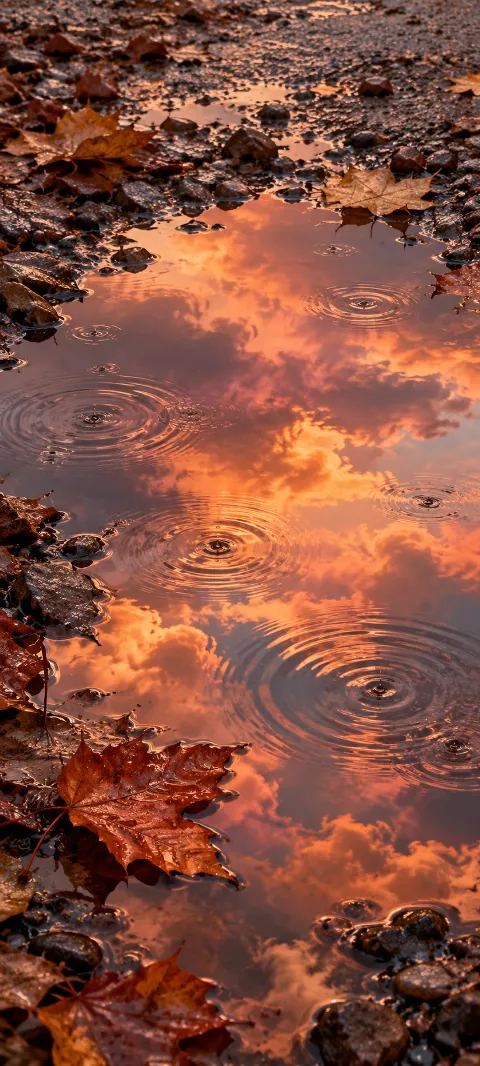 Orange sky reflected in a puddle with circular rain ripples and wet autumn leaves.