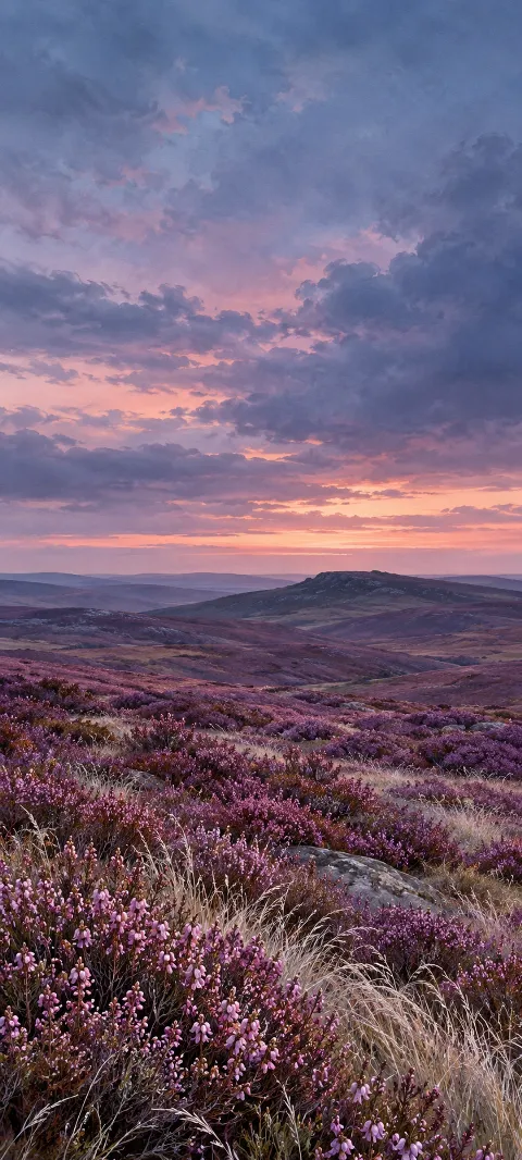 Pink bell heather and silver grass on violet moorland beneath dusk clouds.