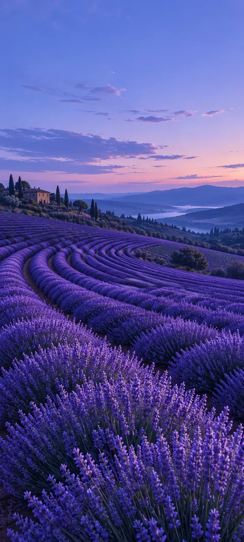 Purple lavender rows curving past a stone house under a blue and pink evening sky.
