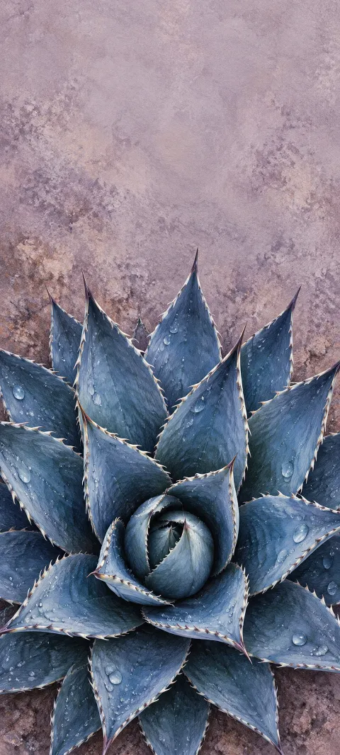 Indigo-blue agave rosette with pointed serrated leaves and dew on a mauve textured background.
