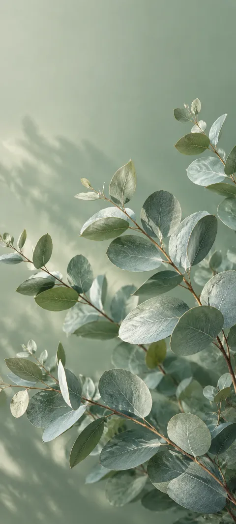 Silver eucalyptus leaves fan across a sage background.