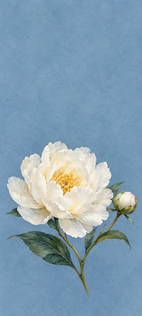Open white peony with a yellow center, round bud and green leaves on blue paper.