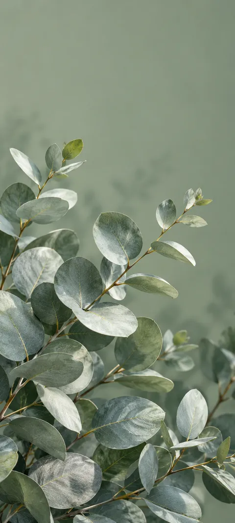 Silver eucalyptus leaves fan across a sage background.