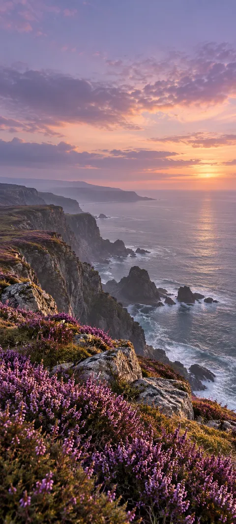 Purple heather grows along a cliff above distant gray water.