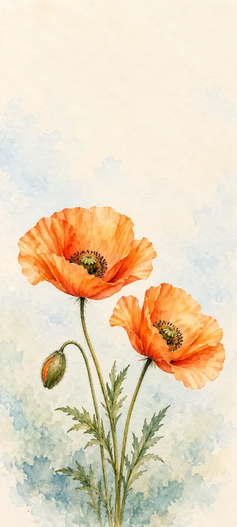 Two complete orange poppy blossoms and a closed bud on a pale cream and blue background.